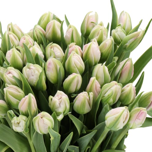 TULIPS CANDY CANE