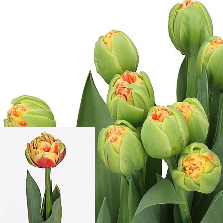 TULIPS CANNONBALL