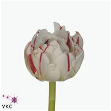 TULIPS CARNAVAL DE NICE