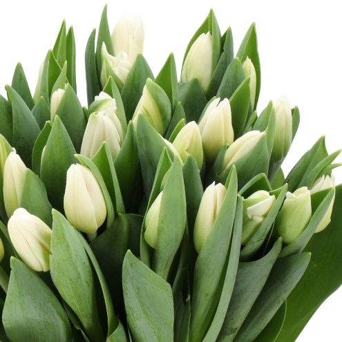 TULIPS CARTE BLANCHE