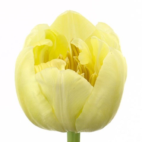 TULIPS CASABLANCA