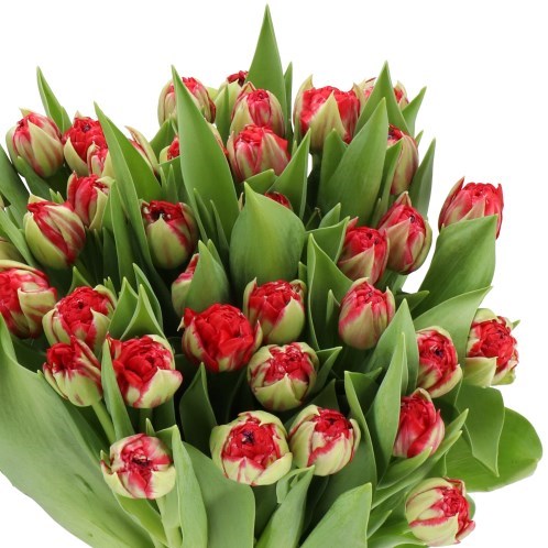 TULIPS CASHBACK