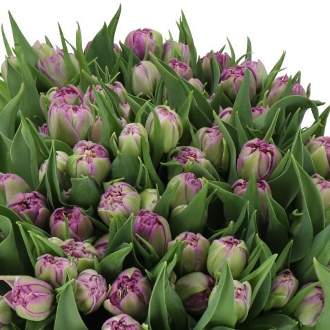 TULIPS CASTELLA