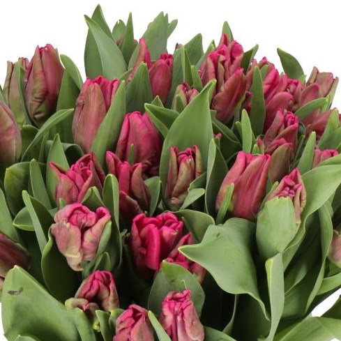 TULIPS CERISE PARROT
