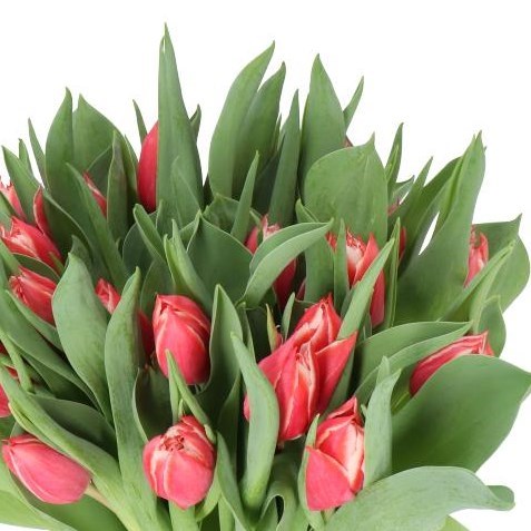 TULIPS CHAMPIONSHIP
