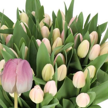 TULIPS CHANTELLE
