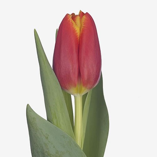TULIPS CHOICE