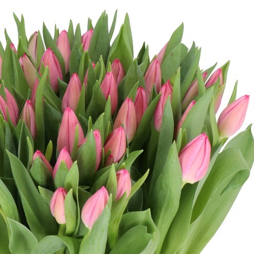 TULIPS CHRISTMAS DREAM