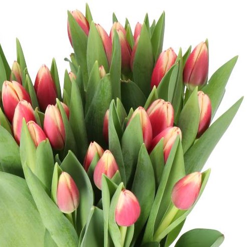 TULIPS CHRISTMAS GIFT