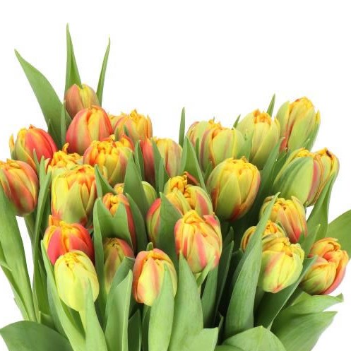 TULIPS CILESTA