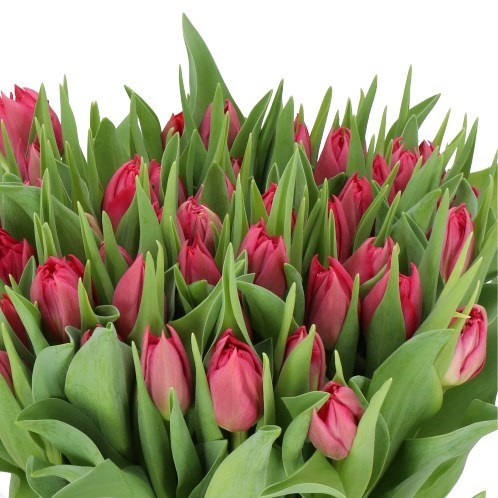 TULIPS COGNAC