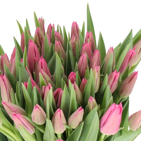 TULIPS COHIM