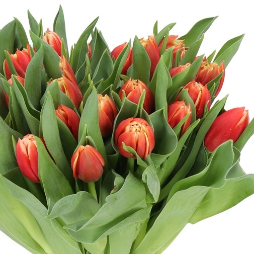 TULIPS CONCORDE