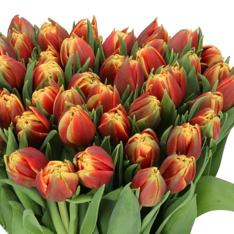 TULIPS CONGO