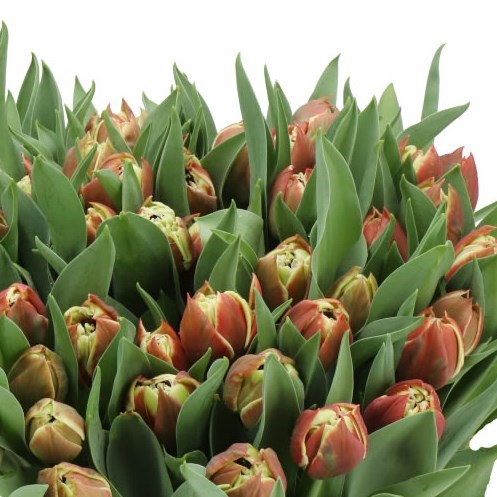 TULIPS COVENTRY