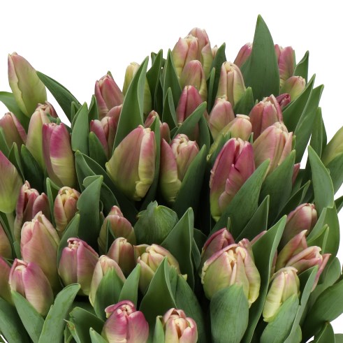 TULIPS CRACKER PARROT