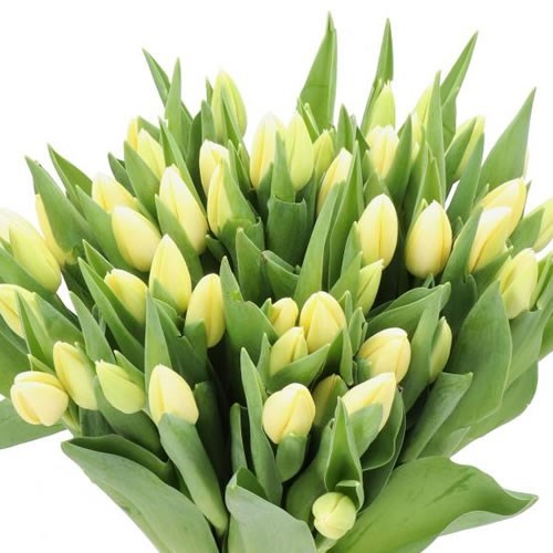 TULIPS CREME BRULEE