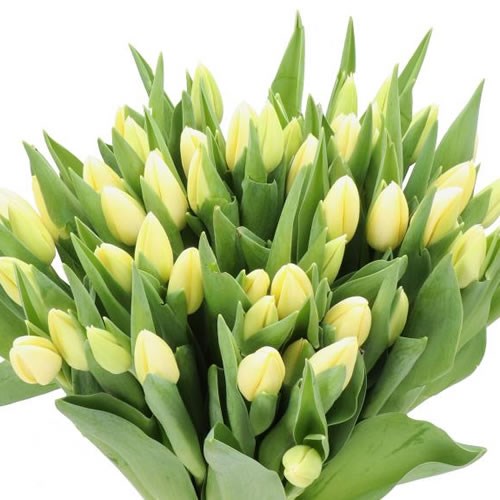 TULIPS CREME BRULEE
