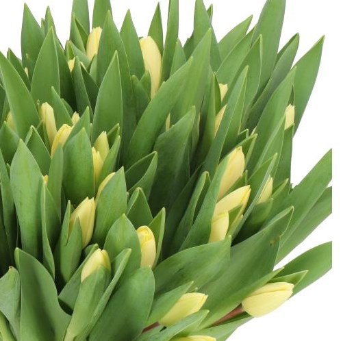 TULIPS CREME FRAICHE