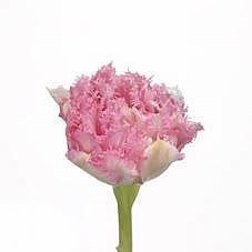 TULIPS CRISPION LOVE
