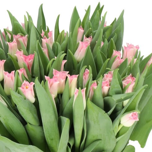 TULIPS CROWN DYNASTY