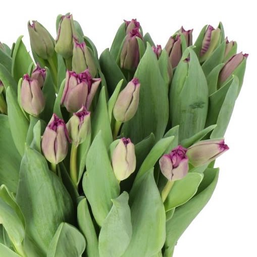 TULIPS CROWN NEGRITA