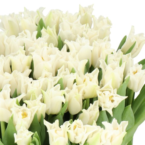 TULIPS CROWN WHITE