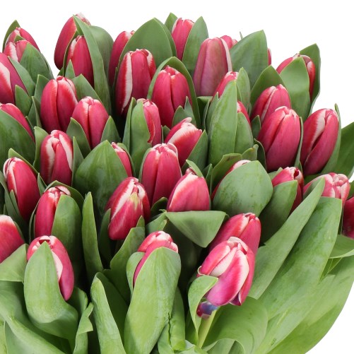 TULIPS DANGER ZONE
