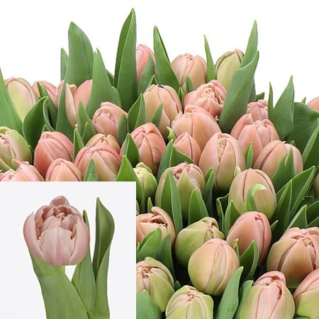 TULIPS DAPHNE