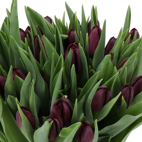 TULIPS DARK MYSTERY