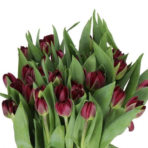 TULIPS DARK SOUL