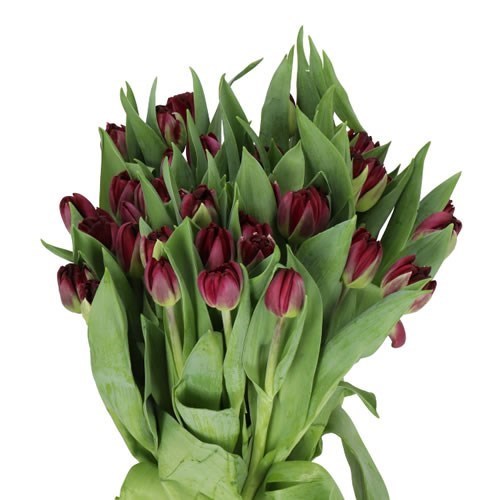 TULIPS DARK SOUL