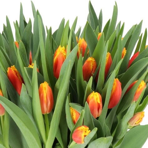 TULIPS DAVENPORT