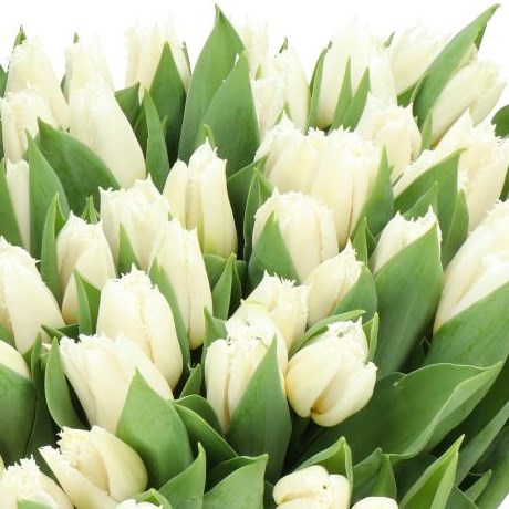 TULIPS DAYTONA