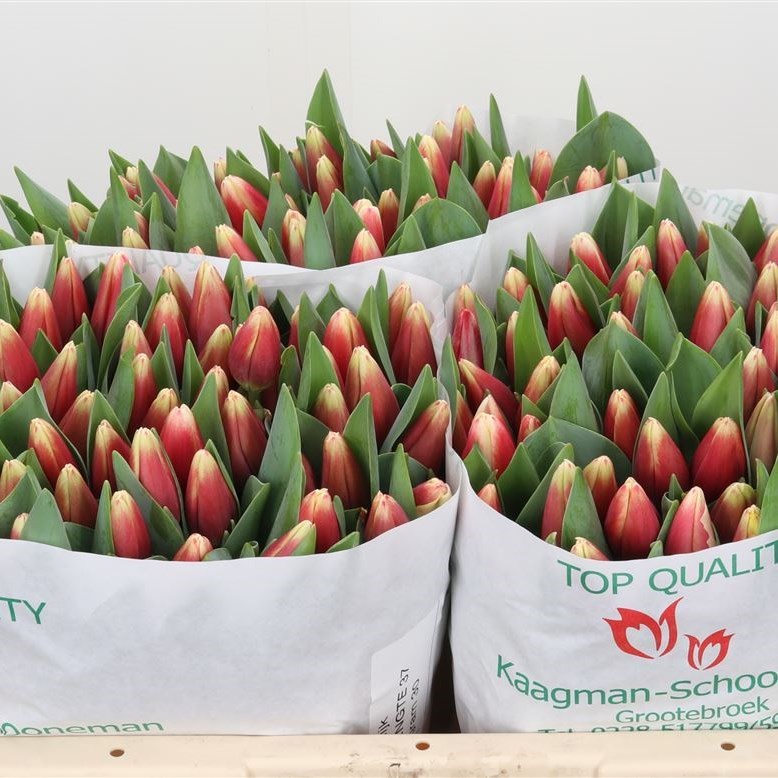 TULIPS DE DIJK