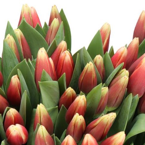 TULIPS DE DIJK