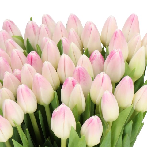TULIPS DEBORAH