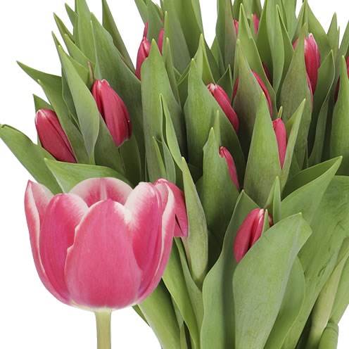 TULIPS DEBUTANTE