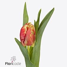 TULIPS DEE JAY (PARROT)