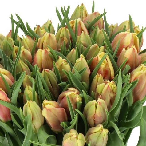 TULIPS DEE JAY PARROT
