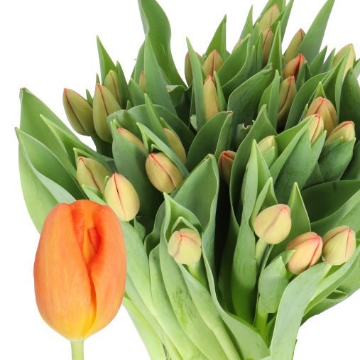 TULIPS DELTA STORM