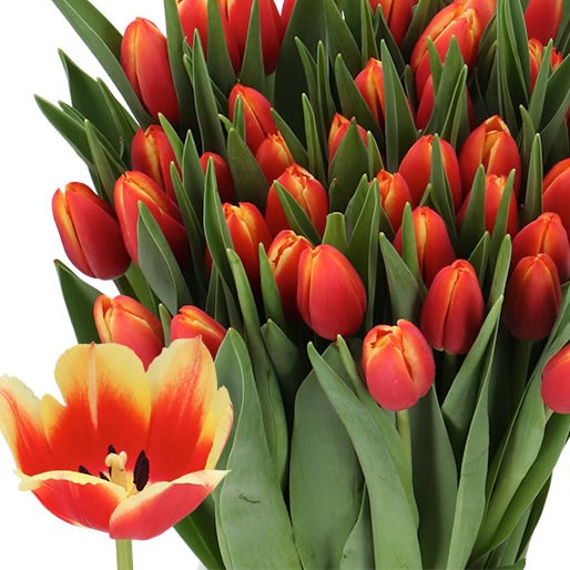 TULIPS DELTAQUEEN