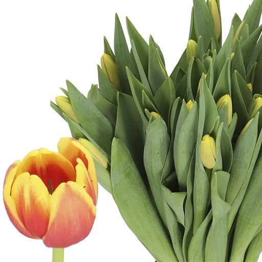 TULIPS DENMARK