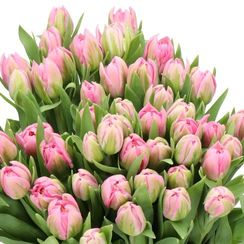 TULIPS DESIRELLE