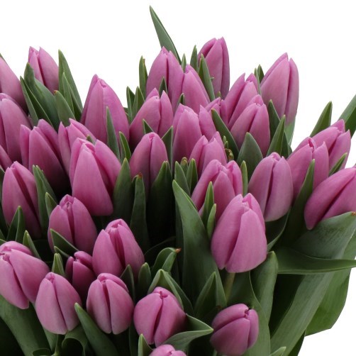 TULIPS DEVOTED