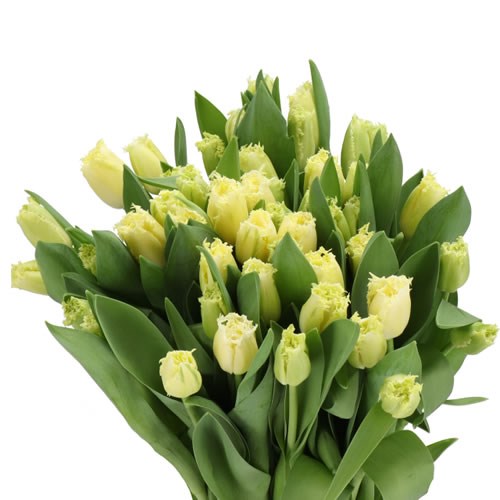 TULIPS DIAMOND CREME