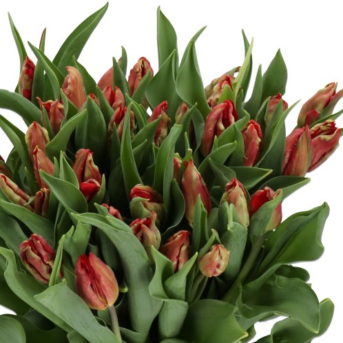 TULIPS DIESEL (PARROT)