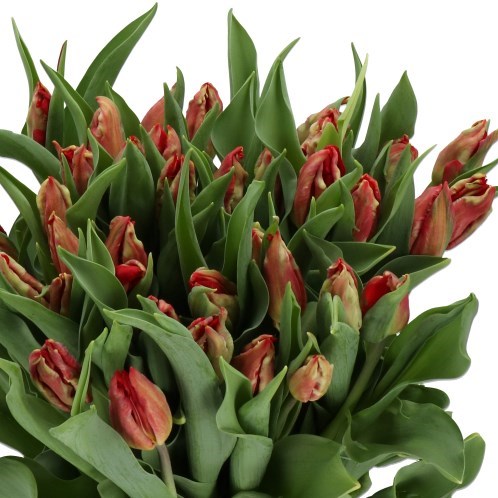 TULIPS DIESEL (PARROT)