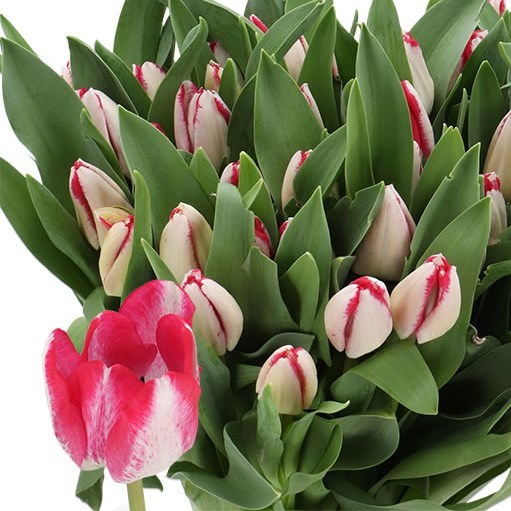 TULIPS DILEMMA