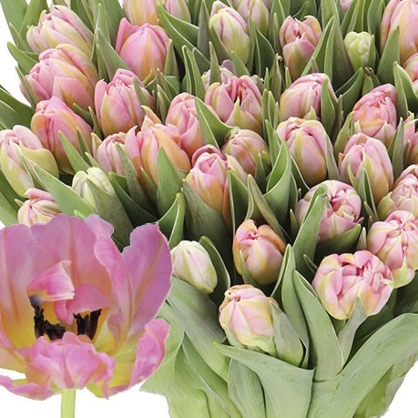 TULIPS DOTCOM